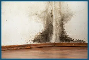 Dania Restoration Expert Dania, FL 754-206-0820 - city-wgr-2